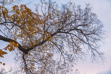 Bright autumn tree crowns, flying in the wind the last leaves, dry leafless branches