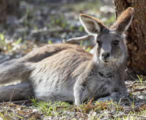 Eastern Grey Kangaroo lying in the sun