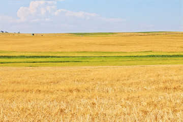 Fototapeta premium Wheat fields near harvest