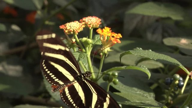 Zebra Longwing Butterfly (Heliconius Charitonia) feeding on orange flowers