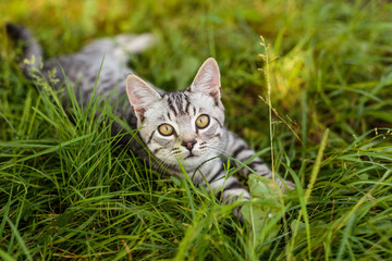 Naklejka na ściany i meble Gray kitten lies on the grass