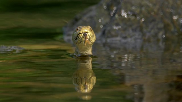 Dice snake in river