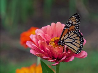 Butterfly on Coral Flowers