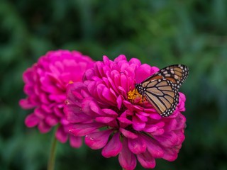 Monarch on Pink Flowers