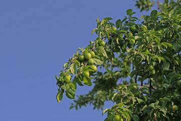 Fototapeta na wymiar Green plum tree against the backdrop of the sky