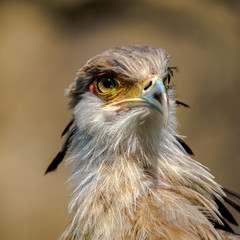 Portrait of a secretary bird.