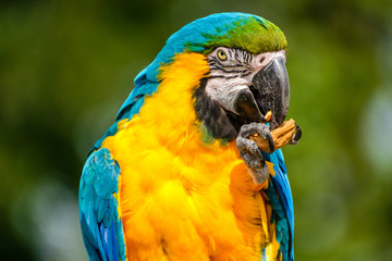 Portrait of a beautiful blue-yellow Macaw eating a walnut.