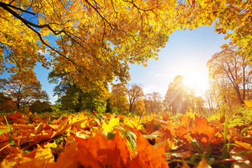 Bäume mit bunten Blättern auf dem Rasen im Park. Ahornlaub im sonnigen Herbst. Sonnenlicht am frühen Morgen im Wald