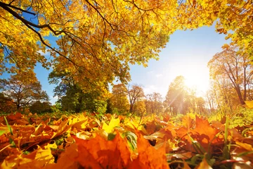 Fototapete Bäume Bäume mit bunten Blättern auf dem Rasen im Park. Ahornlaub im sonnigen Herbst. Sonnenlicht am frühen Morgen im Wald