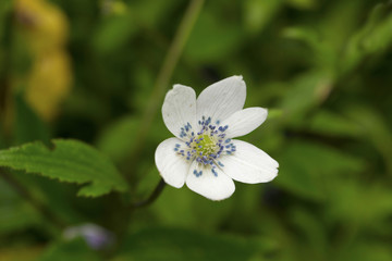 Anemone tetrasepala white flowers, Valley of flowers, Uttarakhand, India