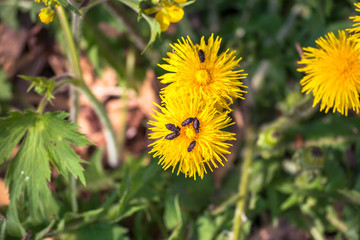 Wonderful nature, Walking trips in Triglav National Park near Ukanc and Waterfall Slap Savica, Bohinj Valley and Lake, Upper Carniolan, Slovenia, Europe