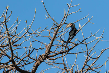 Trumpeter hornbill
