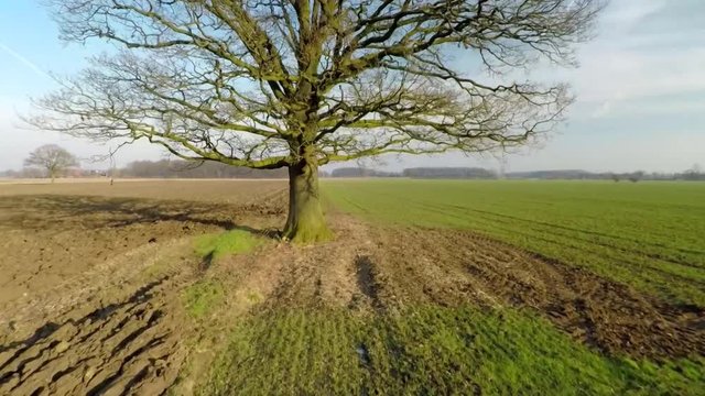 Eiche auf Feld
