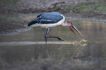 Marabou stork