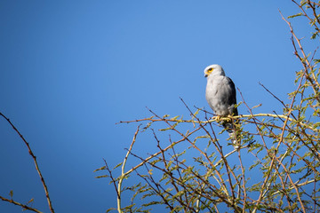 Dickingson's kestrel