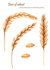 Watercolor spikelets of wheat. Illustration of ears and grains on a white background.
