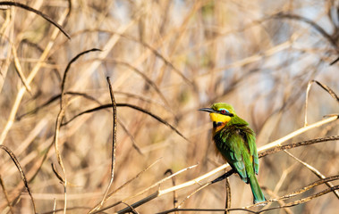 Little bee eater