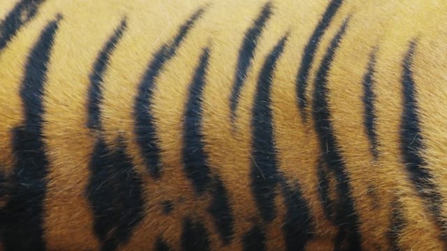 tiger's skin, close-up