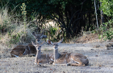 Baby kudus
