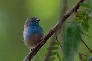 Blue waxbill