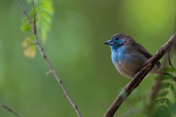 Blue waxbill