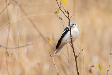 White-crested helmetshrike