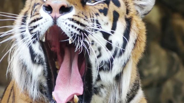 tiger shows teeth and licks