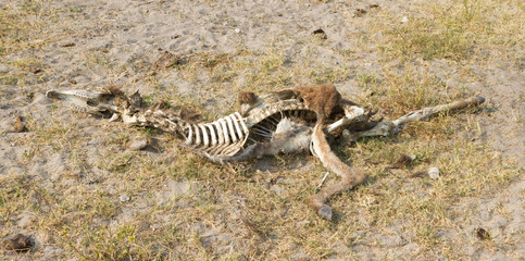 Fototapeta na wymiar Carcass of a donkey in Botswana