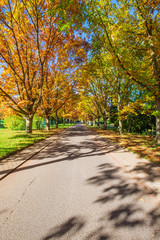 Herbstlich gefärbte Allee im Rheingau