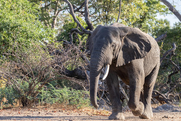 Solitary old male elephant