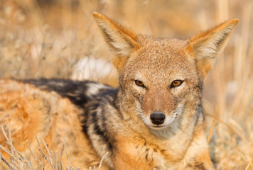 Fototapeta premium Black backed jackal (Canis mesomelas) in the morning sun, Kalahari