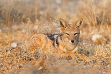 Black backed jackal (Canis mesomelas) in the morning sun, Kalahari