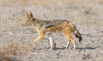 Black backed jackal (Canis mesomelas) walking in the Kalahari