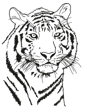 tiger drawn with a black outline, coloring 