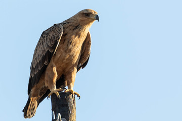 Tawny eagle