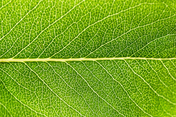 Close-up green leaf texture. Macro detail of fresh plant leaf with branching of veins and structure. Backlight. Abstract natural background