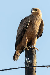 Tawny eagle