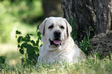 a sweet yellow labrador in the park