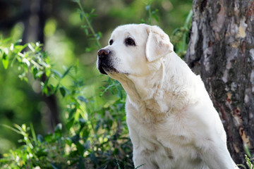 the sweet yellow labrador in the park