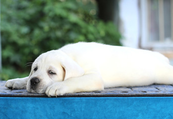 sweet little labrador puppy on a blue background