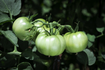 tomatoes ripening in the plant in an orchard