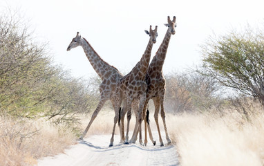 Giraffes blocking the road, Kalahari