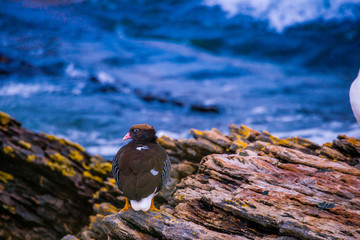 Portrait shots of different species of birds in Antarctica