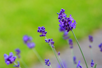 Lavender flowers closeup . Nature summer background.