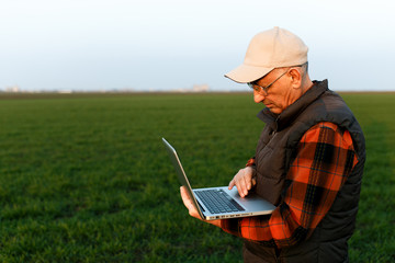 Senior farmer in filed examining young wheat corp and looking at laptop.