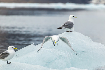 Black-legged kittiwake in the Arctic.