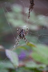 Kreuzspinne im Netz