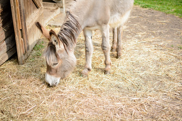 Obraz premium Esel Fütterung im Tierpark