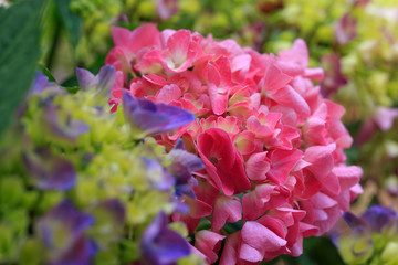 Pink Hydrangea background. Macro photo. Flowers background.