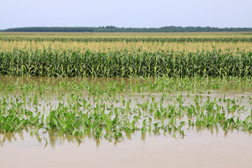 Corn planting in the flood waters, Luannan, Hebei, China.